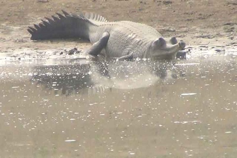 Chuka Pilibhit Tiger Reserve